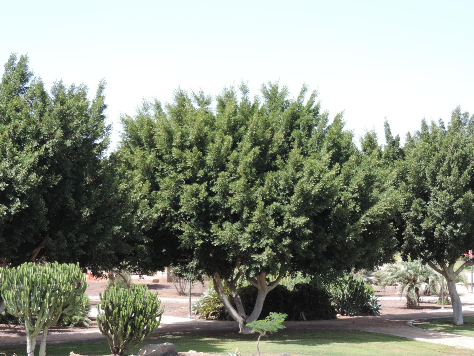 Bungalow Del Sol Maspalomas Διαμέρισμα Μασπαλόμας Εξωτερικό φωτογραφία